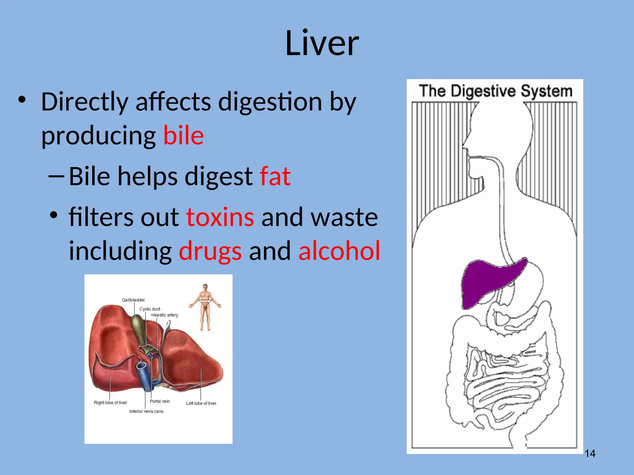 Liver
• Directly affects digestion by
producing bile
–Bile helps digest fat
• filters out toxins and waste
including drugs and alcohol
14
 