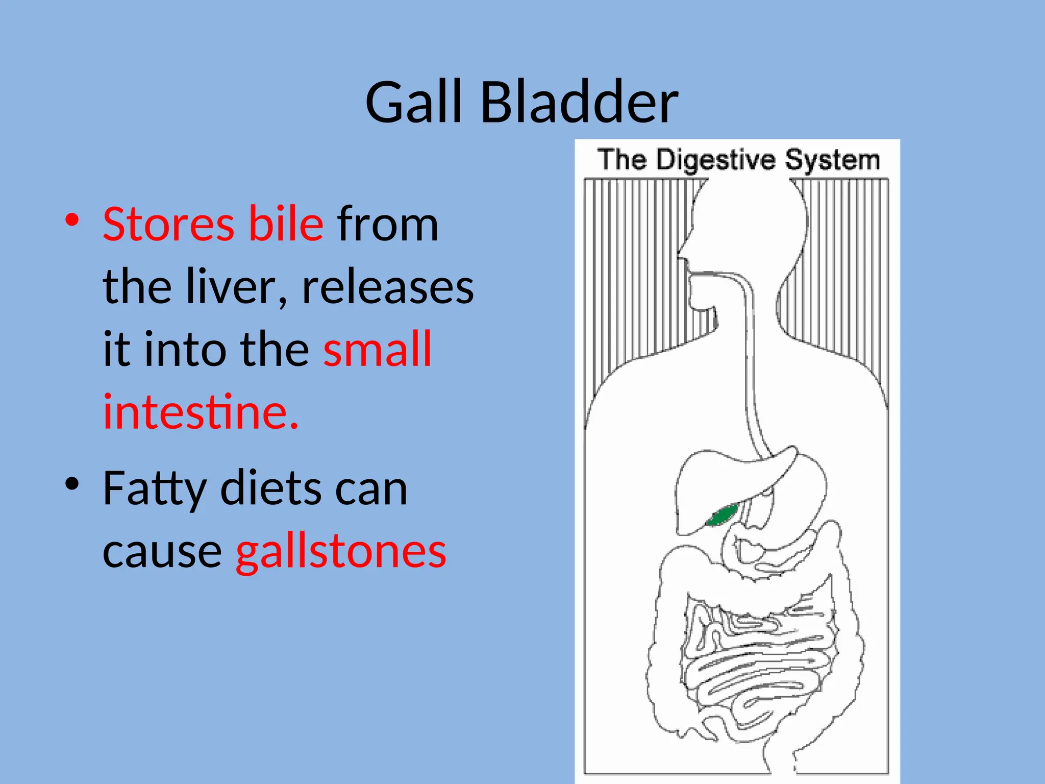 Gall Bladder
• Stores bile from
the liver, releases
it into the small
intestine.
• Fatty diets can
cause gallstones
 