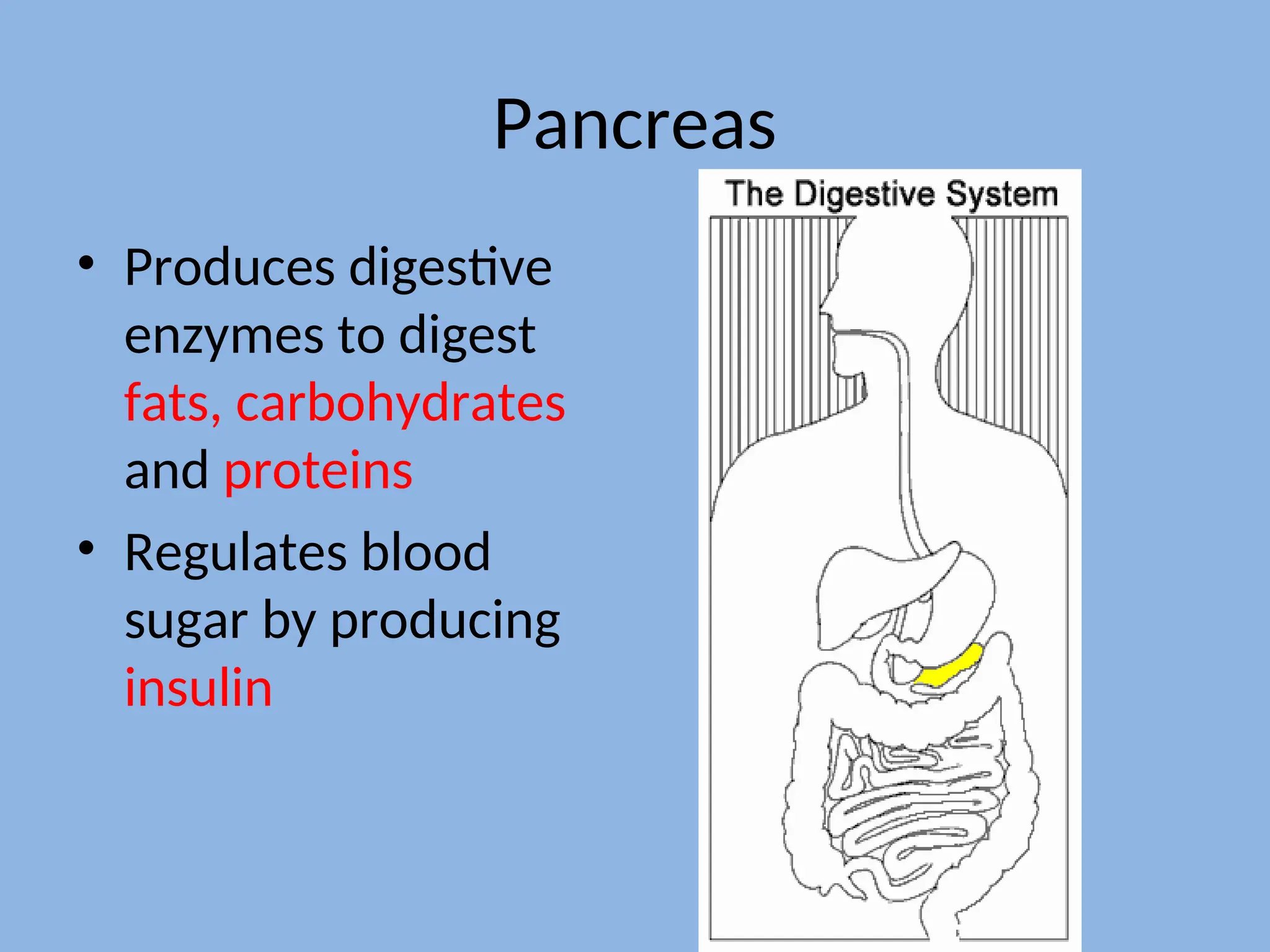 Pancreas
• Produces digestive
enzymes to digest
fats, carbohydrates
and proteins
• Regulates blood
sugar by producing
insulin
 