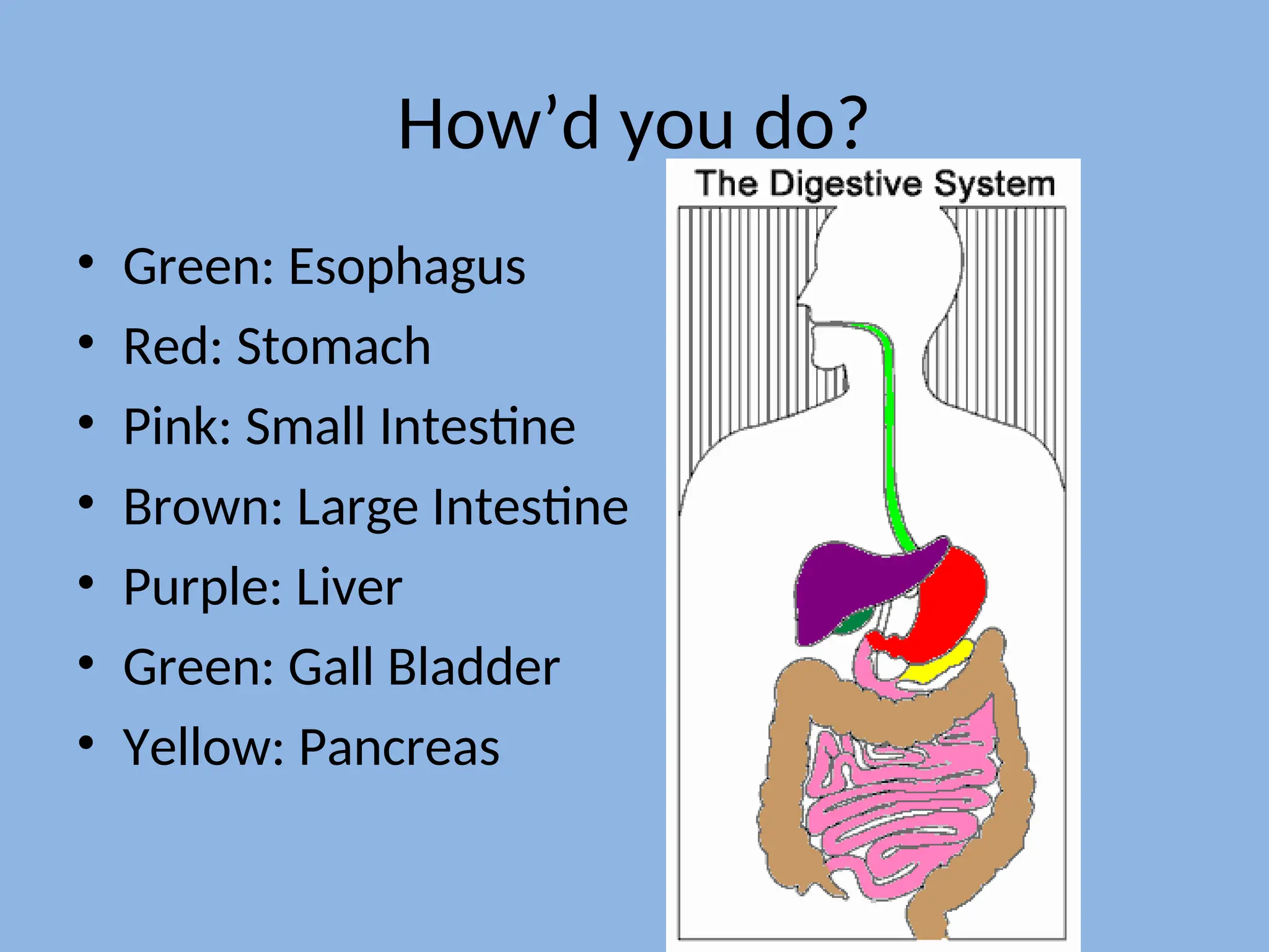 How’d you do?
• Green: Esophagus
• Red: Stomach
• Pink: Small Intestine
• Brown: Large Intestine
• Purple: Liver
• Green: Gall Bladder
• Yellow: Pancreas
 