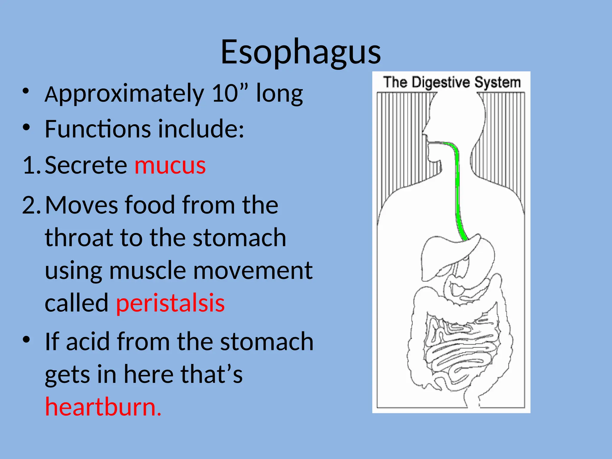 Esophagus
• Approximately 10” long
• Functions include:
1.Secrete mucus
2.Moves food from the
throat to the stomach
using muscle movement
called peristalsis
• If acid from the stomach
gets in here that’s
heartburn.
 