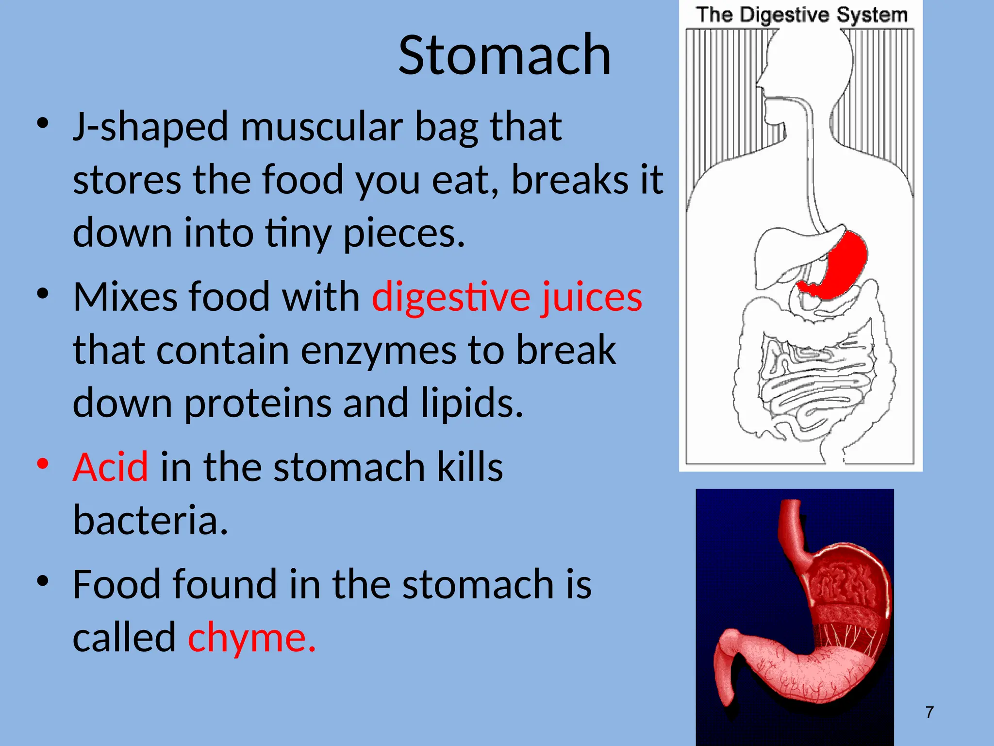 Stomach
• J-shaped muscular bag that
stores the food you eat, breaks it
down into tiny pieces.
• Mixes food with digestive juices
that contain enzymes to break
down proteins and lipids.
• Acid in the stomach kills
bacteria.
• Food found in the stomach is
called chyme.
7
 