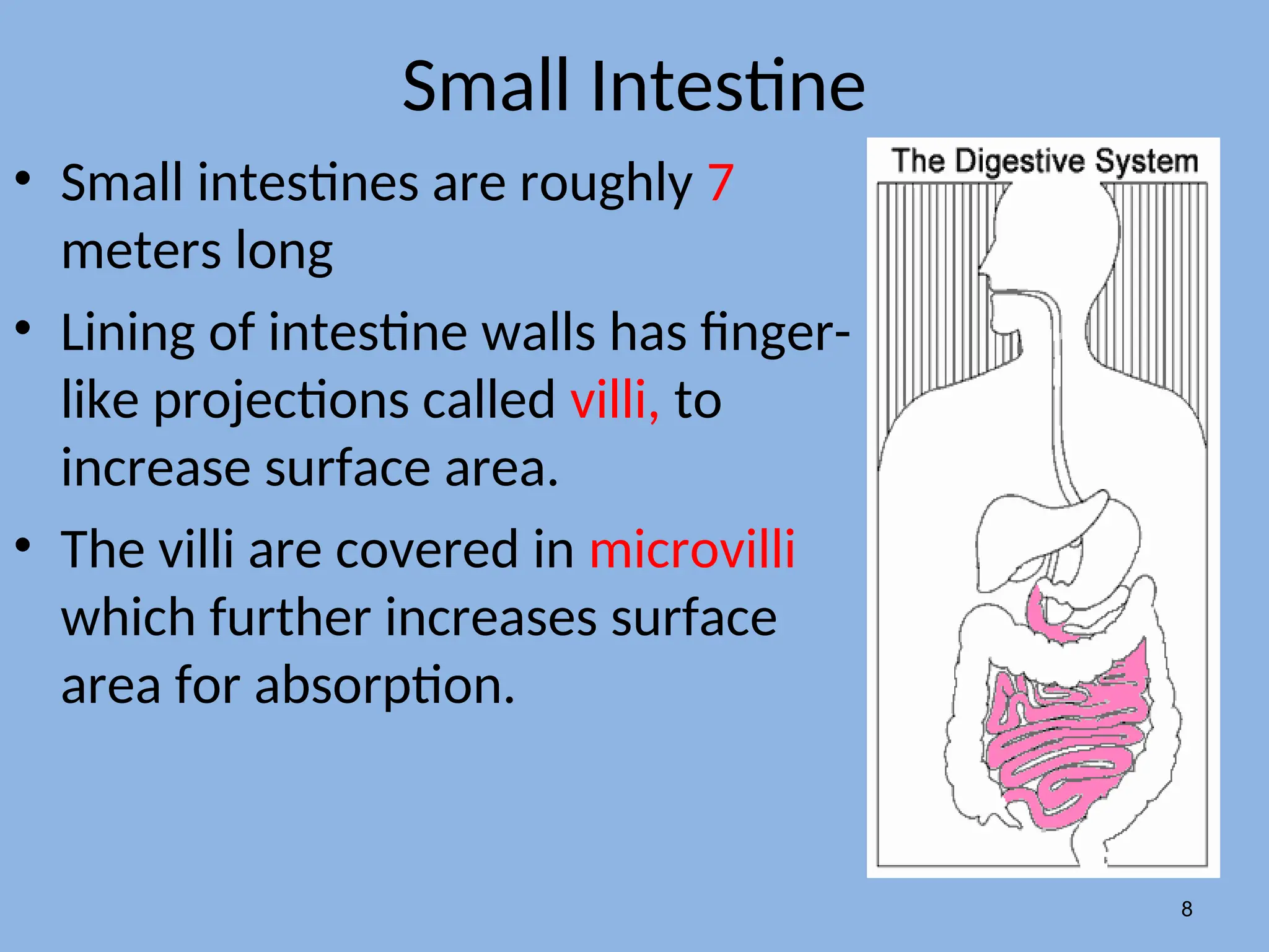 Small Intestine
• Small intestines are roughly 7
meters long
• Lining of intestine walls has finger-
like projections called villi, to
increase surface area.
• The villi are covered in microvilli
which further increases surface
area for absorption.
8
 