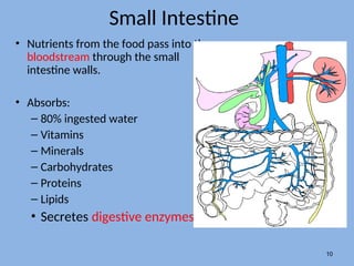Small Intestine
• Nutrients from the food pass into the
bloodstream through the small
intestine walls.
• Absorbs:
– 80% ingested water
– Vitamins
– Minerals
– Carbohydrates
– Proteins
– Lipids
• Secretes digestive enzymes
10
 