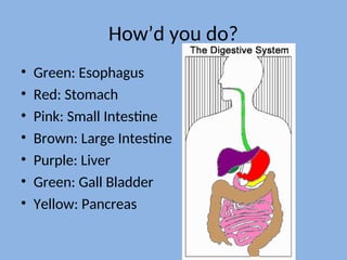 How’d you do?
• Green: Esophagus
• Red: Stomach
• Pink: Small Intestine
• Brown: Large Intestine
• Purple: Liver
• Green: Gall Bladder
• Yellow: Pancreas
 