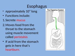 Esophagus
• Approximately 10” long
• Functions include:
1.Secrete mucus
2.Moves food from the
throat to the stomach
using muscle movement
called peristalsis
• If acid from the stomach
gets in here that’s
heartburn.
 