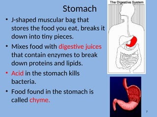 Stomach
• J-shaped muscular bag that
stores the food you eat, breaks it
down into tiny pieces.
• Mixes food with digestive juices
that contain enzymes to break
down proteins and lipids.
• Acid in the stomach kills
bacteria.
• Food found in the stomach is
called chyme.
7
 