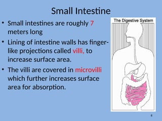 Small Intestine
• Small intestines are roughly 7
meters long
• Lining of intestine walls has finger-
like projections called villi, to
increase surface area.
• The villi are covered in microvilli
which further increases surface
area for absorption.
8
 