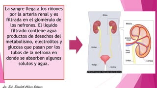 La sangre llega a los riñones
por la arteria renal y es
filtrada en el glomérulo de
los nefrones. El líquido
filtrado contiene agua
productos de desechos del
metabolismo, electrolitos y
glucosa que pasan por los
tubos de la nefrona en
donde se absorben algunos
solutos y agua.
Lic. Enf. Elizabeth Chávez Salazar
 