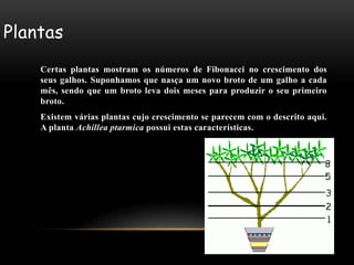 Plantas
    Certas plantas mostram os números de Fibonacci no crescimento dos
    seus galhos. Suponhamos que nasça um novo broto de um galho a cada
    mês, sendo que um broto leva dois meses para produzir o seu primeiro
    broto.
    Existem várias plantas cujo crescimento se parecem com o descrito aqui.
    A planta Achillea ptarmica possui estas características.
 
