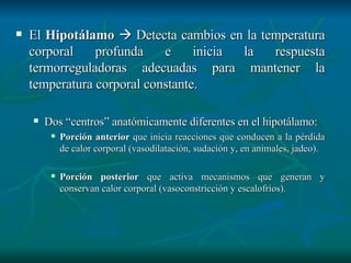 El  Hipotálamo     Detecta cambios en la temperatura corporal profunda e inicia la respuesta termorreguladoras adecuadas para mantener la temperatura corporal constante. Dos “centros” anatómicamente diferentes en el hipotálamo:  Porción anterior  que inicia reacciones que conducen a la pérdida de calor corporal (vasodilatación, sudación y, en animales, jadeo). Porción posterior  que activa mecanismos que generan y conservan calor corporal (vasoconstricción y escalofríos).  