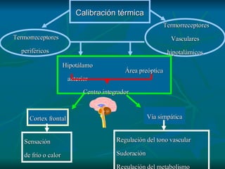 Calibración térmica Termorreceptores periféricos Termorreceptores Vasculares hipotalámicos Cortex frontal Vía simpática Sensación  de frío o calor Regulación del tono vascular Sudoración Regulación del metabolismo Hipotálamo anterior Área preóptica Centro integrador 