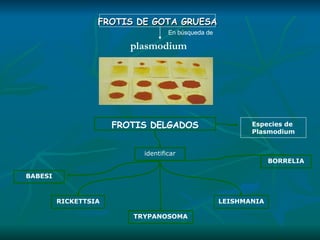 FROTIS DE GOTA GRUESA FROTIS DELGADOS identificar BABESI TRYPANOSOMA LEISHMANIA RICKETTSIA BORRELIA En búsqueda de  plasmodium Especies de  Plasmodium 