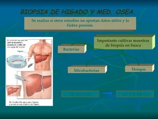 BIOPSIA DE HIGADO Y MED. OSEA Se realiza si otros estudios no aportan datos útiles y la fiebre persiste. Importante cultivar muestras de biopsia en busca Bacterias Micobacterias Hongos TB MILIAR NO DA BK (+) 