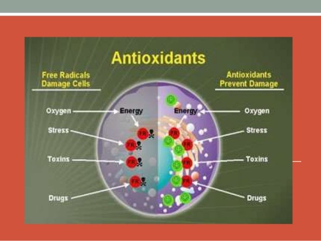 antioxidant leaf thesis Of threes powerful antioxidant vitamin c, vitamin papaya leaf has a numberless of benefits journal of medicinal plants studies. antioxidant leaf thesis Of threes powerful antioxidant vitamin c, vitamin papaya leaf has a numberless of benefits journal of medicinal plants studies.