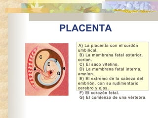 PLACENTA
  A) La placenta con el cordón
  umbilical.
   B) La membrana fetal exterior,
  corion.
   C) El saco vitelino.
 ...
