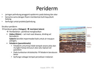 Periderm
•   jaringan pelindung pengganti epidermis pada batang dan akar
•   bersama-sama dengan floem membentuk kulit kayu/kulit
    batang.
•   berfungsi untuk proteksi/pelindung.

Struktur periderm
 Kambium gabus (Felogen)  meristem lateral.
      Pembelahan : periklinal menghasilkan
     • Gabus (felem) – sel mati saat dewasa, dinding sel
         bersuberin
         Suberin bersifat impermeabel baik untuk air maupun
         patogen,
     • Feloderm (parenkimatis)
           • Feloderm umumnya tidak tampak secara jelas dan
              mungkin hanya tersusun atas satu lapisan sel
              parenkim
           • Pada tumbuhan Aristolochia  feloderm berukuran
              besar
           • berfungsi sebagai tempat persediaan makanan




                                           Iriawati, SITH - ITB
 