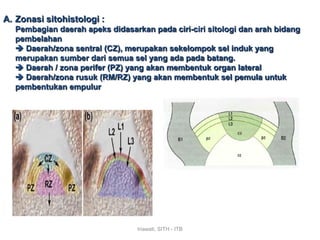 A. Zonasi sitohistologi :
  Pembagian daerah apeks didasarkan pada ciri-ciri sitologi dan arah bidang
  pembelahan
   Daerah/zona sentral (CZ), merupakan sekelompok sel induk yang
  merupakan sumber dari semua sel yang ada pada batang.
   Daerah / zona perifer (PZ) yang akan membentuk organ lateral
   Daerah/zona rusuk (RM/RZ) yang akan membentuk sel pemula untuk
  pembentukan empulur




                                 Iriawati, SITH - ITB
 