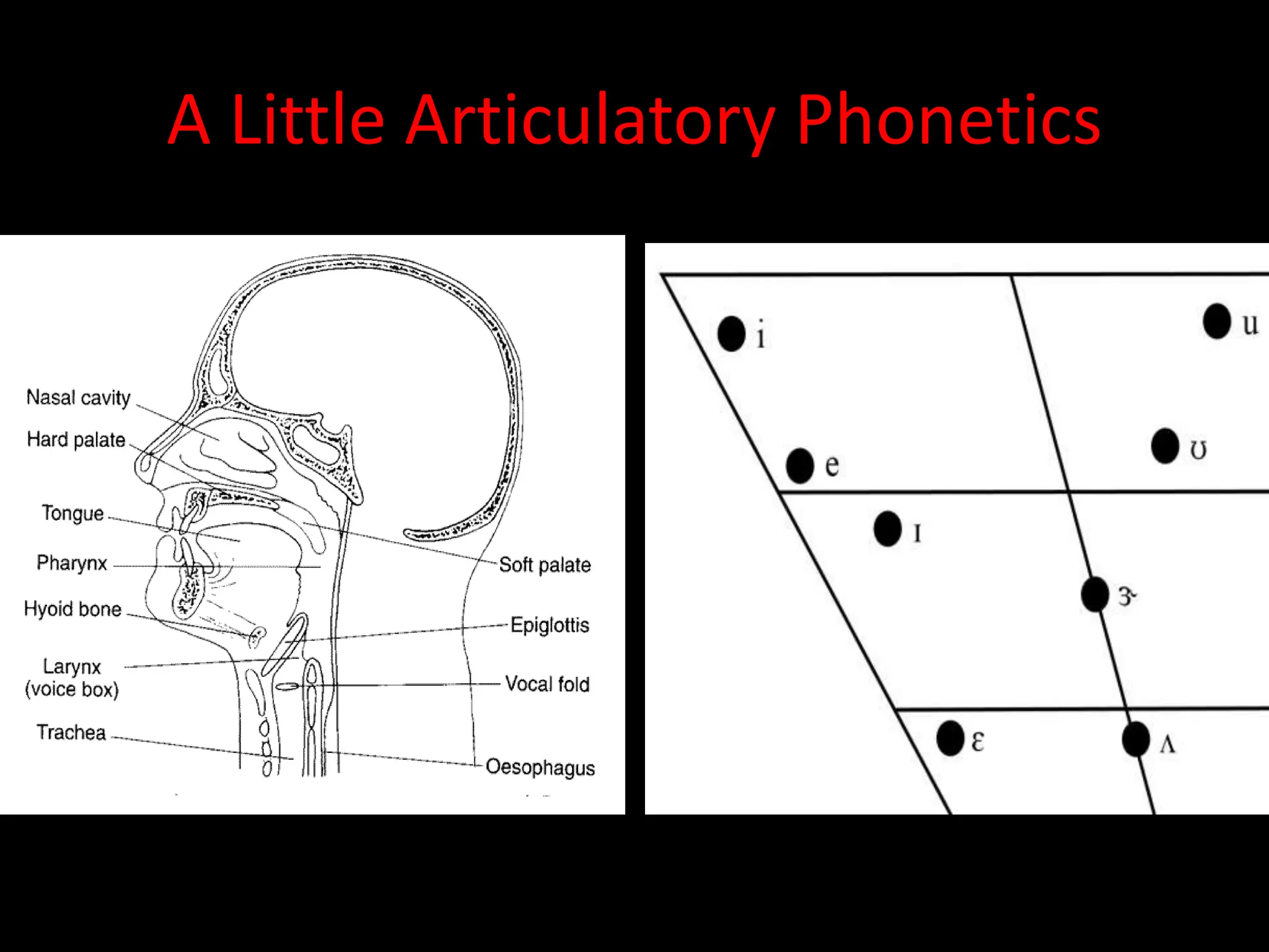 A Little Articulatory Phonetics
 