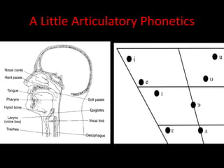 A Little Articulatory Phonetics
 