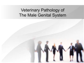 Veterinary Pathology of
The Male Genital System
 