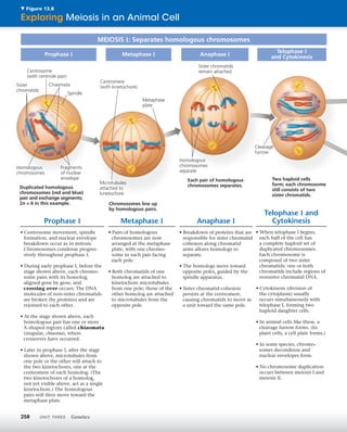13 meiosis and sexual life cycles | PDF