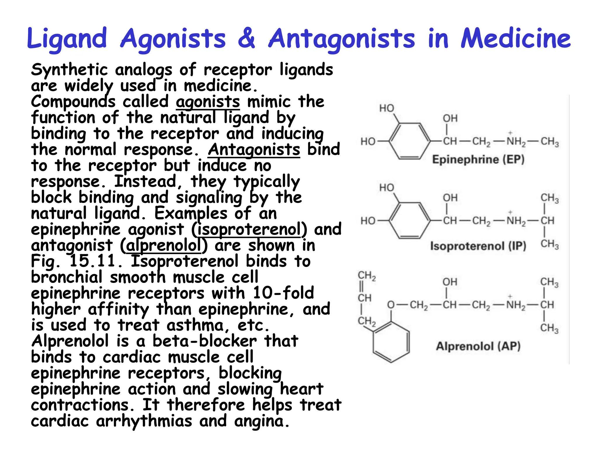 Ligand Agonists & Antagonists in Medicine
Synthetic analogs of receptor ligands
are widely used in medicine.
Compounds called agonists mimic the
function of the natural ligand by
binding to the receptor and inducing
the normal response. Antagonists bind
to the receptor but induce no
response. Instead, they typically
block binding and signaling by the
natural ligand. Examples of an
epinephrine agonist (isoproterenol) and
antagonist (alprenolol) are shown in
Fig. 15.11. Isoproterenol binds to
bronchial smooth muscle cell
epinephrine receptors with 10-fold
higher affinity than epinephrine, and
is used to treat asthma, etc.
Alprenolol is a beta-blocker that
binds to cardiac muscle cell
epinephrine receptors, blocking
epinephrine action and slowing heart
contractions. It therefore helps treat
cardiac arrhythmias and angina.
 