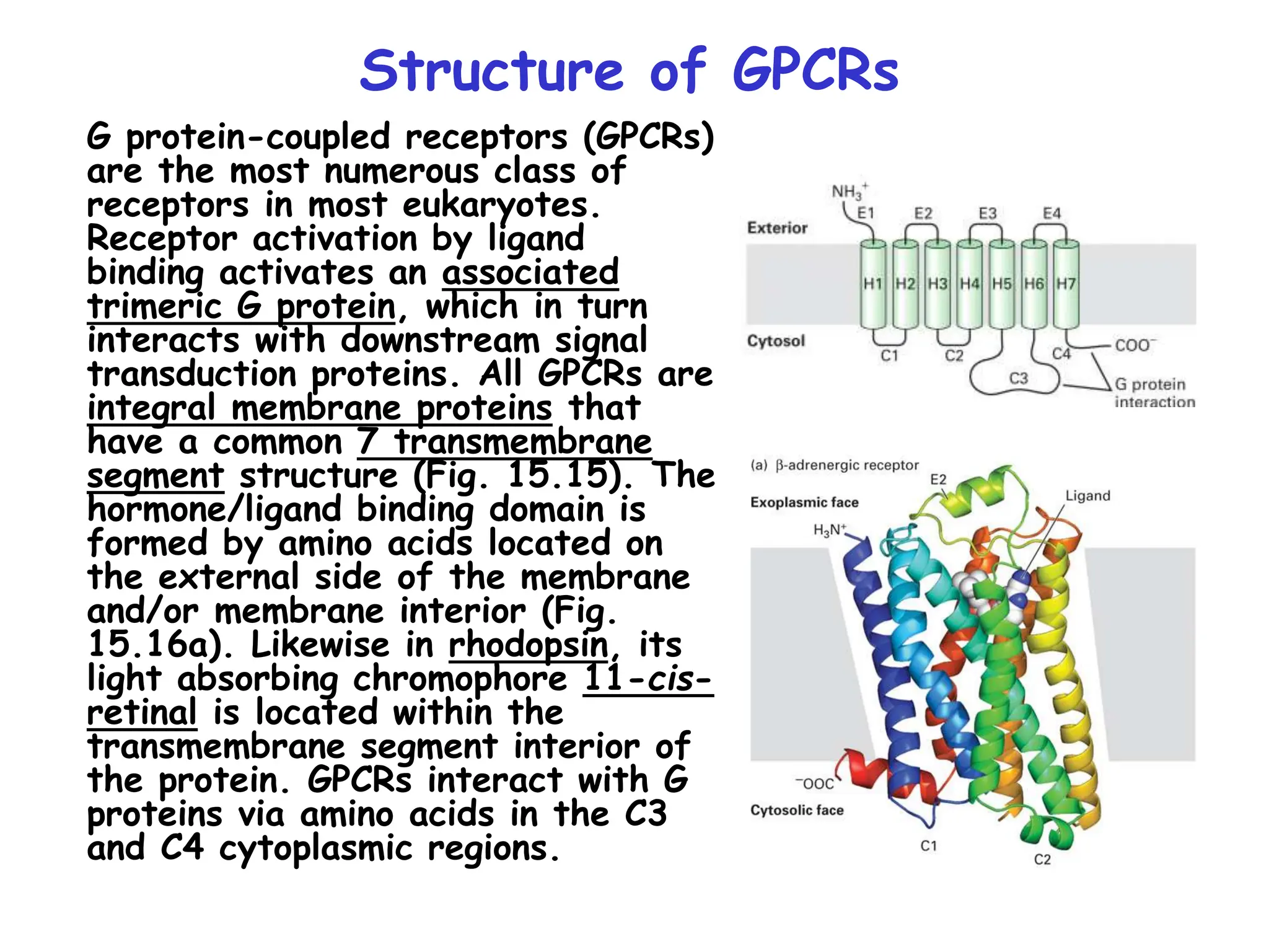 Structure of GPCRs
G protein-coupled receptors (GPCRs)
are the most numerous class of
receptors in most eukaryotes.
Receptor activation by ligand
binding activates an associated
trimeric G protein, which in turn
interacts with downstream signal
transduction proteins. All GPCRs are
integral membrane proteins that
have a common 7 transmembrane
segment structure (Fig. 15.15). The
hormone/ligand binding domain is
formed by amino acids located on
the external side of the membrane
and/or membrane interior (Fig.
15.16a). Likewise in rhodopsin, its
light absorbing chromophore 11-cis-
retinal is located within the
transmembrane segment interior of
the protein. GPCRs interact with G
proteins via amino acids in the C3
and C4 cytoplasmic regions.
 
