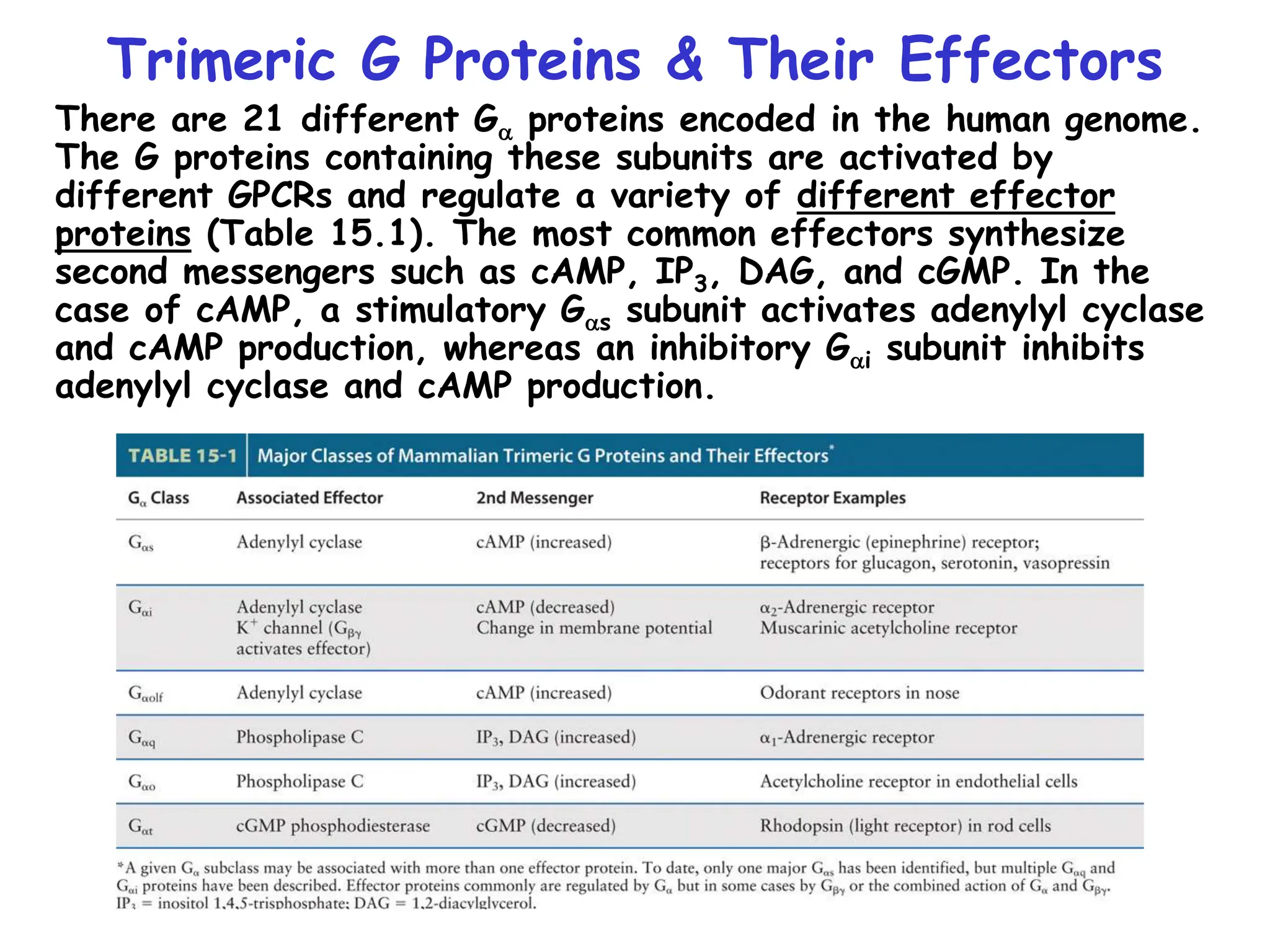 Trimeric G Proteins & Their Effectors
There are 21 different Ga proteins encoded in the human genome.
The G proteins containing these subunits are activated by
different GPCRs and regulate a variety of different effector
proteins (Table 15.1). The most common effectors synthesize
second messengers such as cAMP, IP3, DAG, and cGMP. In the
case of cAMP, a stimulatory Gas subunit activates adenylyl cyclase
and cAMP production, whereas an inhibitory Gai subunit inhibits
adenylyl cyclase and cAMP production.
 