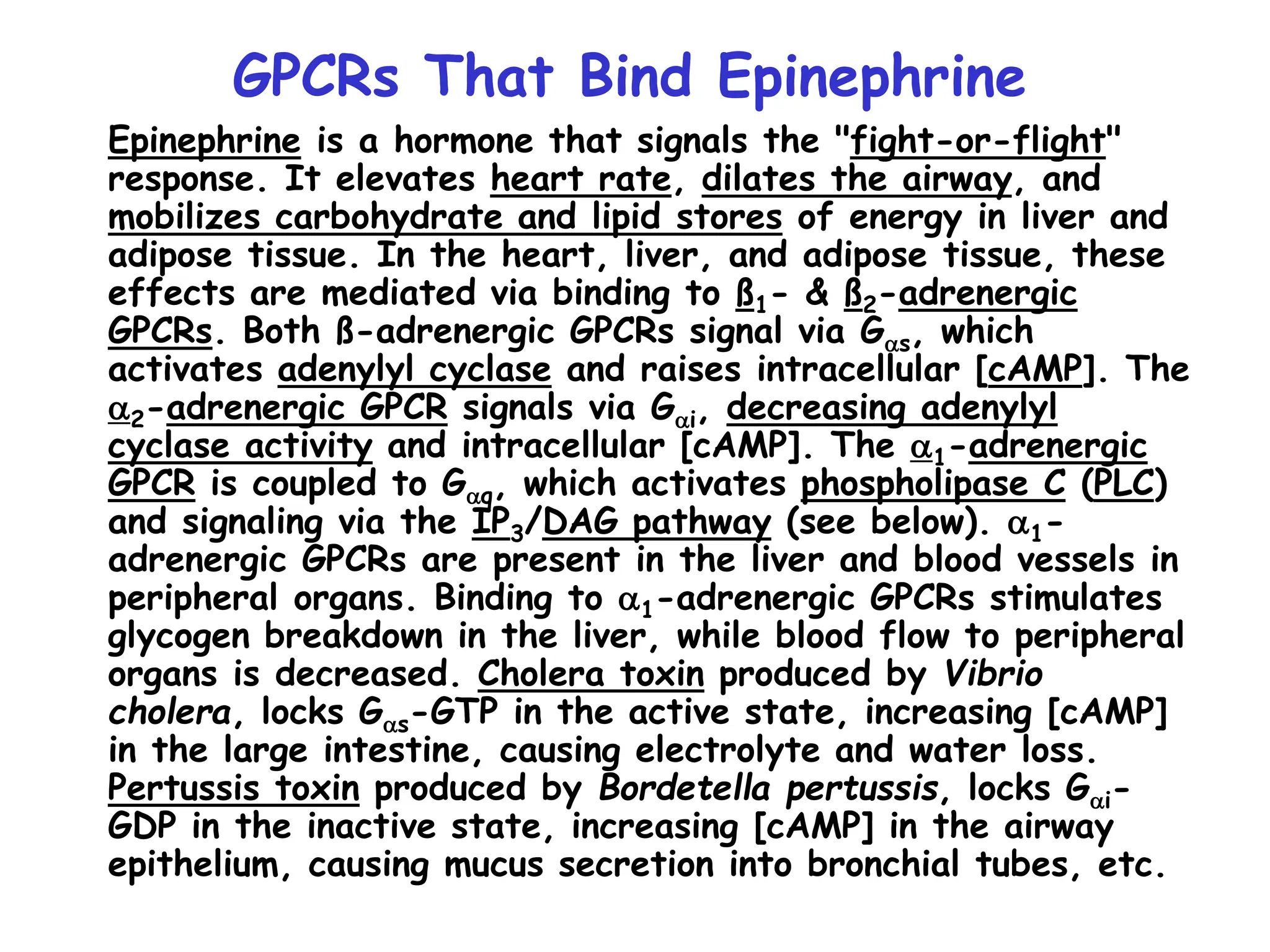 GPCRs That Bind Epinephrine
Epinephrine is a hormone that signals the "fight-or-flight"
response. It elevates heart rate, dilates the airway, and
mobilizes carbohydrate and lipid stores of energy in liver and
adipose tissue. In the heart, liver, and adipose tissue, these
effects are mediated via binding to ß1- & ß2-adrenergic
GPCRs. Both ß-adrenergic GPCRs signal via Gas, which
activates adenylyl cyclase and raises intracellular [cAMP]. The
a2-adrenergic GPCR signals via Gai, decreasing adenylyl
cyclase activity and intracellular [cAMP]. The a1-adrenergic
GPCR is coupled to Gaq, which activates phospholipase C (PLC)
and signaling via the IP3/DAG pathway (see below). a1-
adrenergic GPCRs are present in the liver and blood vessels in
peripheral organs. Binding to a1-adrenergic GPCRs stimulates
glycogen breakdown in the liver, while blood flow to peripheral
organs is decreased. Cholera toxin produced by Vibrio
cholera, locks Gas-GTP in the active state, increasing [cAMP]
in the large intestine, causing electrolyte and water loss.
Pertussis toxin produced by Bordetella pertussis, locks Gai-
GDP in the inactive state, increasing [cAMP] in the airway
epithelium, causing mucus secretion into bronchial tubes, etc.
 