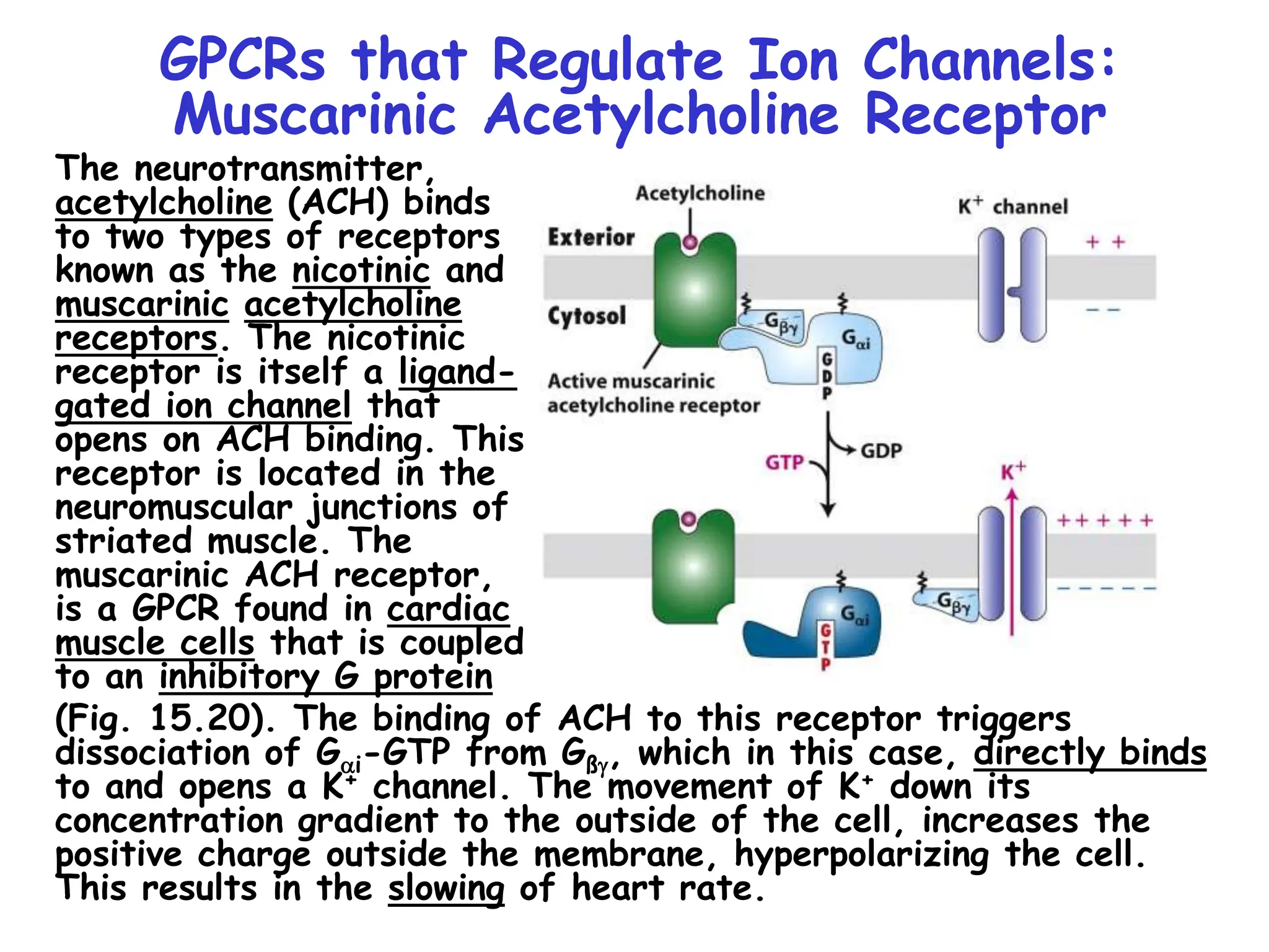 GPCRs that Regulate Ion Channels:
Muscarinic Acetylcholine Receptor
The neurotransmitter,
acetylcholine (ACH) binds
to two types of receptors
known as the nicotinic and
muscarinic acetylcholine
receptors. The nicotinic
receptor is itself a ligand-
gated ion channel that
opens on ACH binding. This
receptor is located in the
neuromuscular junctions of
striated muscle. The
muscarinic ACH receptor,
is a GPCR found in cardiac
muscle cells that is coupled
to an inhibitory G protein
(Fig. 15.20). The binding of ACH to this receptor triggers
dissociation of Gai-GTP from Gßg, which in this case, directly binds
to and opens a K+ channel. The movement of K+ down its
concentration gradient to the outside of the cell, increases the
positive charge outside the membrane, hyperpolarizing the cell.
This results in the slowing of heart rate.
 