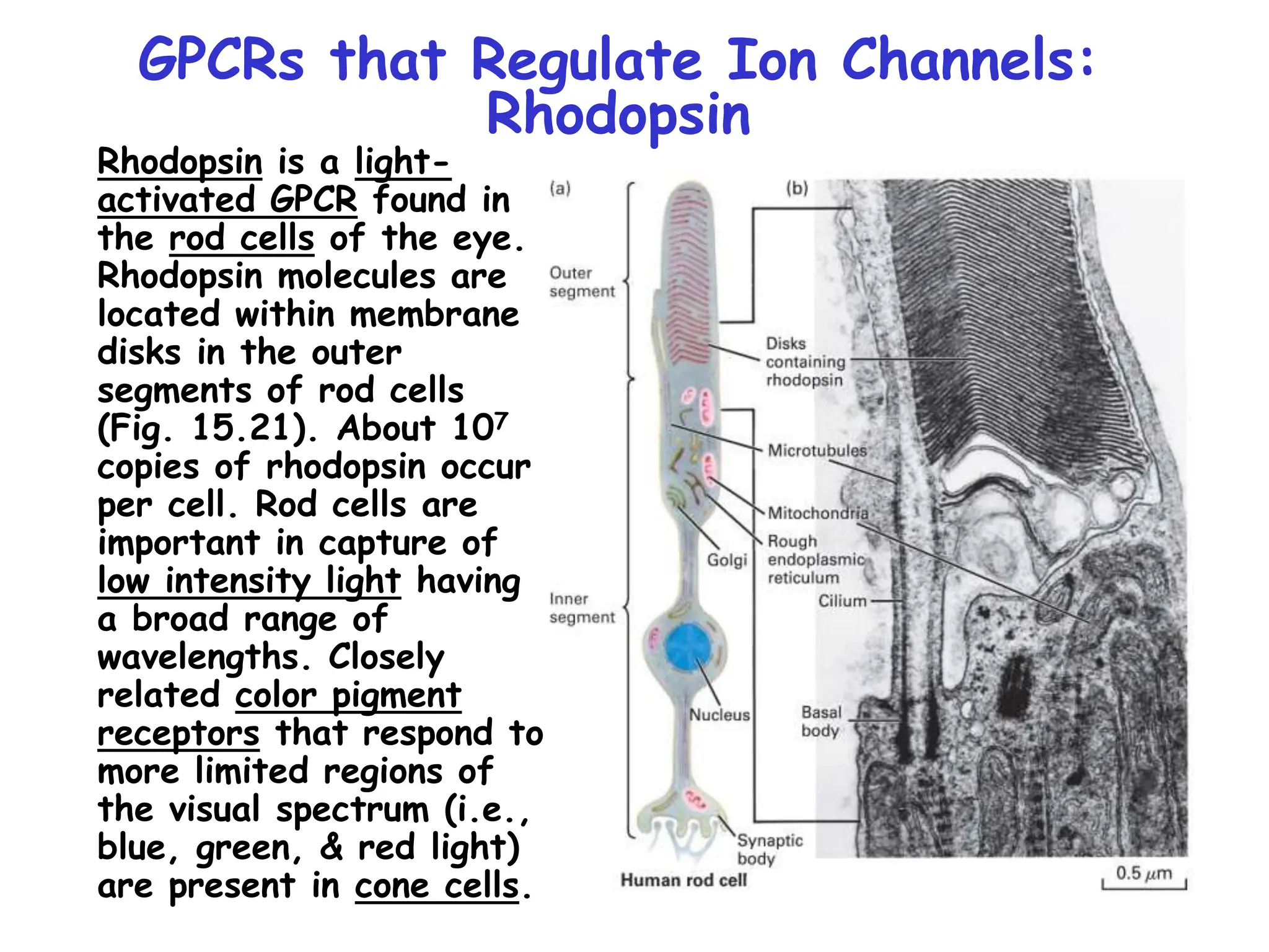 GPCRs that Regulate Ion Channels:
Rhodopsin
Rhodopsin is a light-
activated GPCR found in
the rod cells of the eye.
Rhodopsin molecules are
located within membrane
disks in the outer
segments of rod cells
(Fig. 15.21). About 107
copies of rhodopsin occur
per cell. Rod cells are
important in capture of
low intensity light having
a broad range of
wavelengths. Closely
related color pigment
receptors that respond to
more limited regions of
the visual spectrum (i.e.,
blue, green, & red light)
are present in cone cells.
 