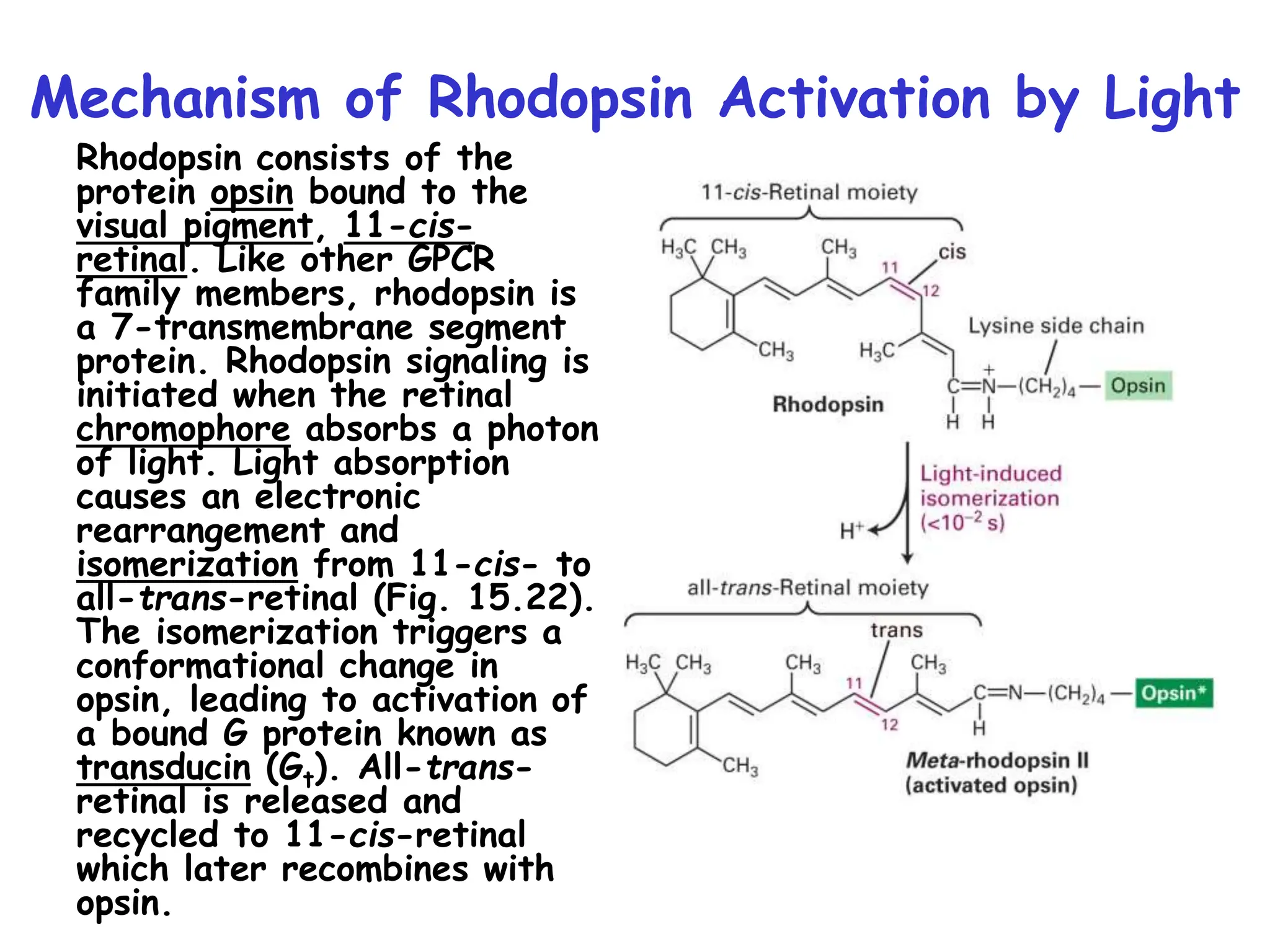 Mechanism of Rhodopsin Activation by Light
Rhodopsin consists of the
protein opsin bound to the
visual pigment, 11-cis-
retinal. Like other GPCR
family members, rhodopsin is
a 7-transmembrane segment
protein. Rhodopsin signaling is
initiated when the retinal
chromophore absorbs a photon
of light. Light absorption
causes an electronic
rearrangement and
isomerization from 11-cis- to
all-trans-retinal (Fig. 15.22).
The isomerization triggers a
conformational change in
opsin, leading to activation of
a bound G protein known as
transducin (Gt). All-trans-
retinal is released and
recycled to 11-cis-retinal
which later recombines with
opsin.
 