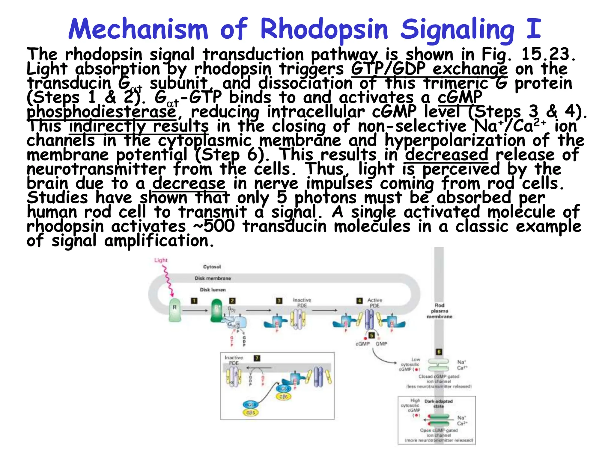 Mechanism of Rhodopsin Signaling I
The rhodopsin signal transduction pathway is shown in Fig. 15.23.
Light absorption by rhodopsin triggers GTP/GDP exchange on the
transducin Gat subunit, and dissociation of this trimeric G protein
(Steps 1 & 2). Gat-GTP binds to and activates a cGMP
phosphodiesterase, reducing intracellular cGMP level (Steps 3 & 4).
This indirectly results in the closing of non-selective Na+/Ca2+ ion
channels in the cytoplasmic membrane and hyperpolarization of the
membrane potential (Step 6). This results in decreased release of
neurotransmitter from the cells. Thus, light is perceived by the
brain due to a decrease in nerve impulses coming from rod cells.
Studies have shown that only 5 photons must be absorbed per
human rod cell to transmit a signal. A single activated molecule of
rhodopsin activates ~500 transducin molecules in a classic example
of signal amplification.
 