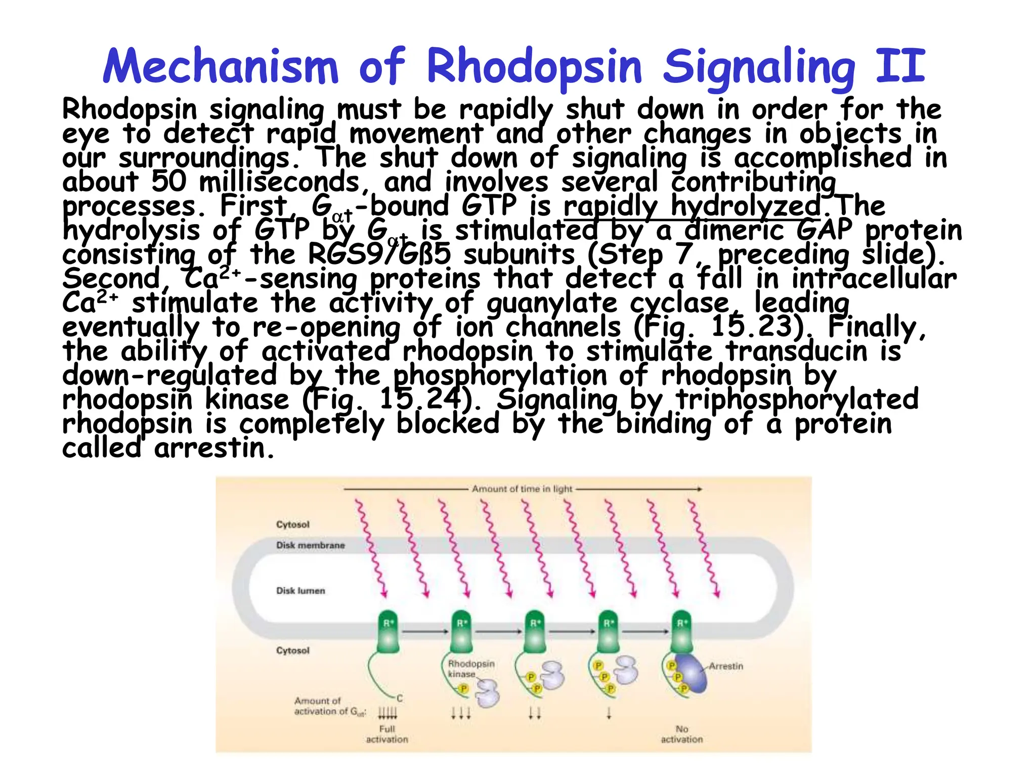 Rhodopsin signaling must be rapidly shut down in order for the
eye to detect rapid movement and other changes in objects in
our surroundings. The shut down of signaling is accomplished in
about 50 milliseconds, and involves several contributing
processes. First, Gat-bound GTP is rapidly hydrolyzed.The
hydrolysis of GTP by Gat is stimulated by a dimeric GAP protein
consisting of the RGS9/Gß5 subunits (Step 7, preceding slide).
Second, Ca2+-sensing proteins that detect a fall in intracellular
Ca2+ stimulate the activity of guanylate cyclase, leading
eventually to re-opening of ion channels (Fig. 15.23). Finally,
the ability of activated rhodopsin to stimulate transducin is
down-regulated by the phosphorylation of rhodopsin by
rhodopsin kinase (Fig. 15.24). Signaling by triphosphorylated
rhodopsin is completely blocked by the binding of a protein
called arrestin.
Mechanism of Rhodopsin Signaling II
 