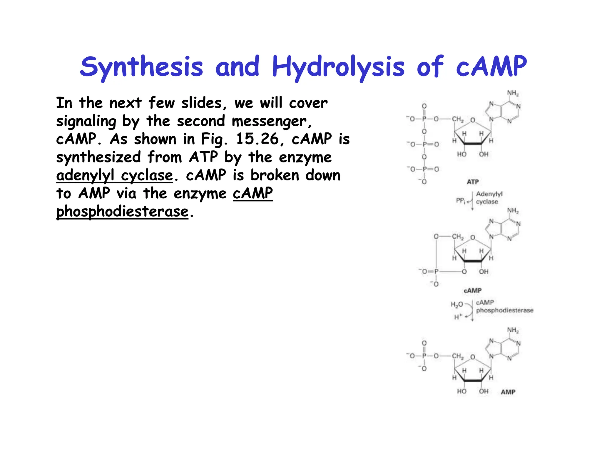 Synthesis and Hydrolysis of cAMP
In the next few slides, we will cover
signaling by the second messenger,
cAMP. As shown in Fig. 15.26, cAMP is
synthesized from ATP by the enzyme
adenylyl cyclase. cAMP is broken down
to AMP via the enzyme cAMP
phosphodiesterase.
 