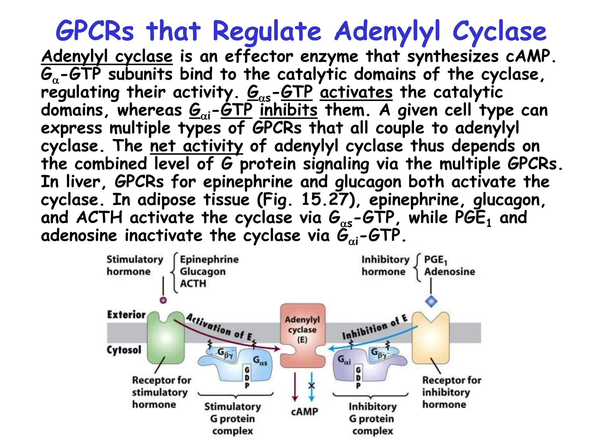 GPCRs that Regulate Adenylyl Cyclase
Adenylyl cyclase is an effector enzyme that synthesizes cAMP.
Ga-GTP subunits bind to the catalytic domains of the cyclase,
regulating their activity. Gas-GTP activates the catalytic
domains, whereas Gai-GTP inhibits them. A given cell type can
express multiple types of GPCRs that all couple to adenylyl
cyclase. The net activity of adenylyl cyclase thus depends on
the combined level of G protein signaling via the multiple GPCRs.
In liver, GPCRs for epinephrine and glucagon both activate the
cyclase. In adipose tissue (Fig. 15.27), epinephrine, glucagon,
and ACTH activate the cyclase via Gas-GTP, while PGE1 and
adenosine inactivate the cyclase via Gai-GTP.
 