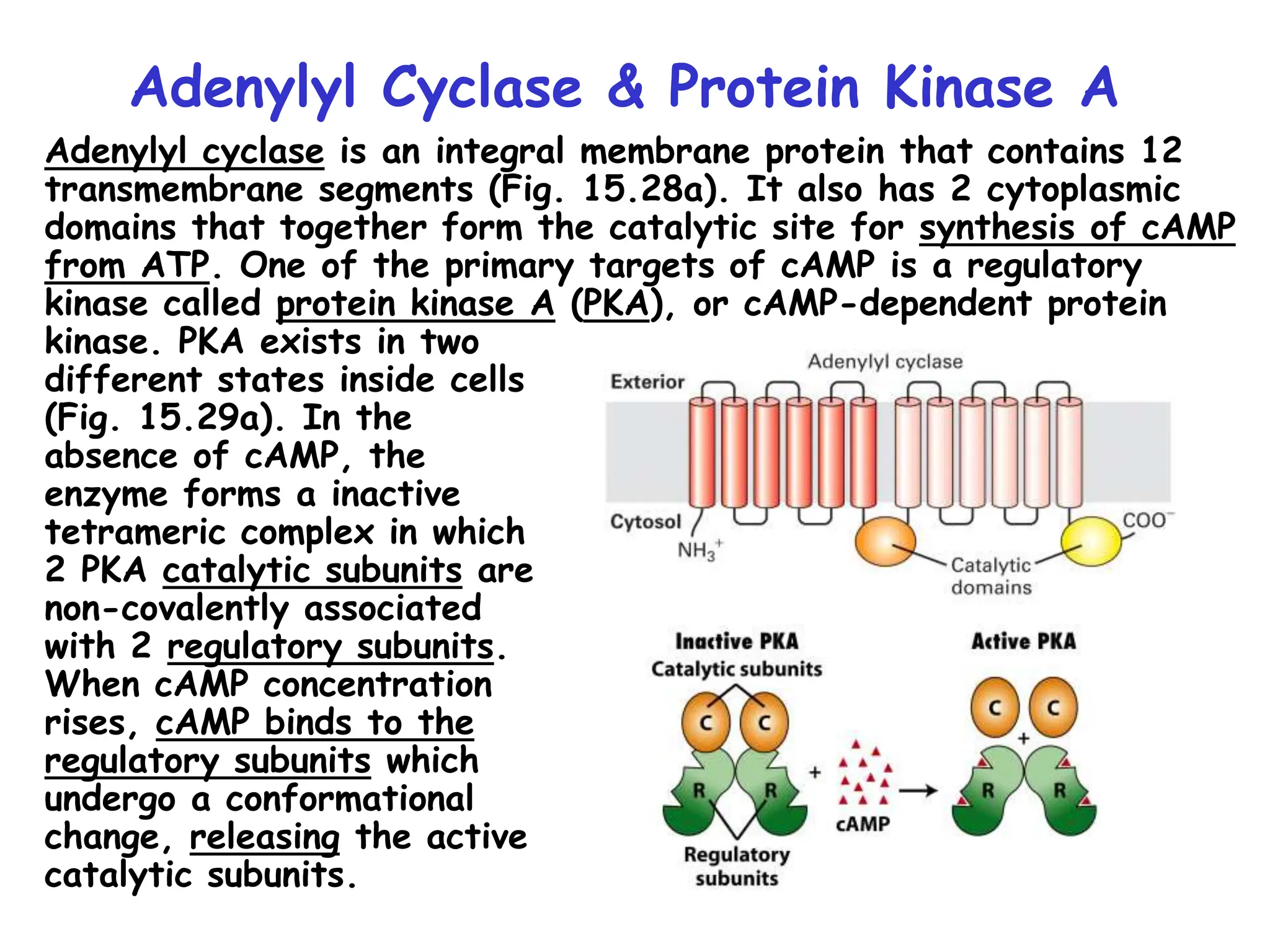 Adenylyl Cyclase & Protein Kinase A
Adenylyl cyclase is an integral membrane protein that contains 12
transmembrane segments (Fig. 15.28a). It also has 2 cytoplasmic
domains that together form the catalytic site for synthesis of cAMP
from ATP. One of the primary targets of cAMP is a regulatory
kinase called protein kinase A (PKA), or cAMP-dependent protein
kinase. PKA exists in two
different states inside cells
(Fig. 15.29a). In the
absence of cAMP, the
enzyme forms a inactive
tetrameric complex in which
2 PKA catalytic subunits are
non-covalently associated
with 2 regulatory subunits.
When cAMP concentration
rises, cAMP binds to the
regulatory subunits which
undergo a conformational
change, releasing the active
catalytic subunits.
 