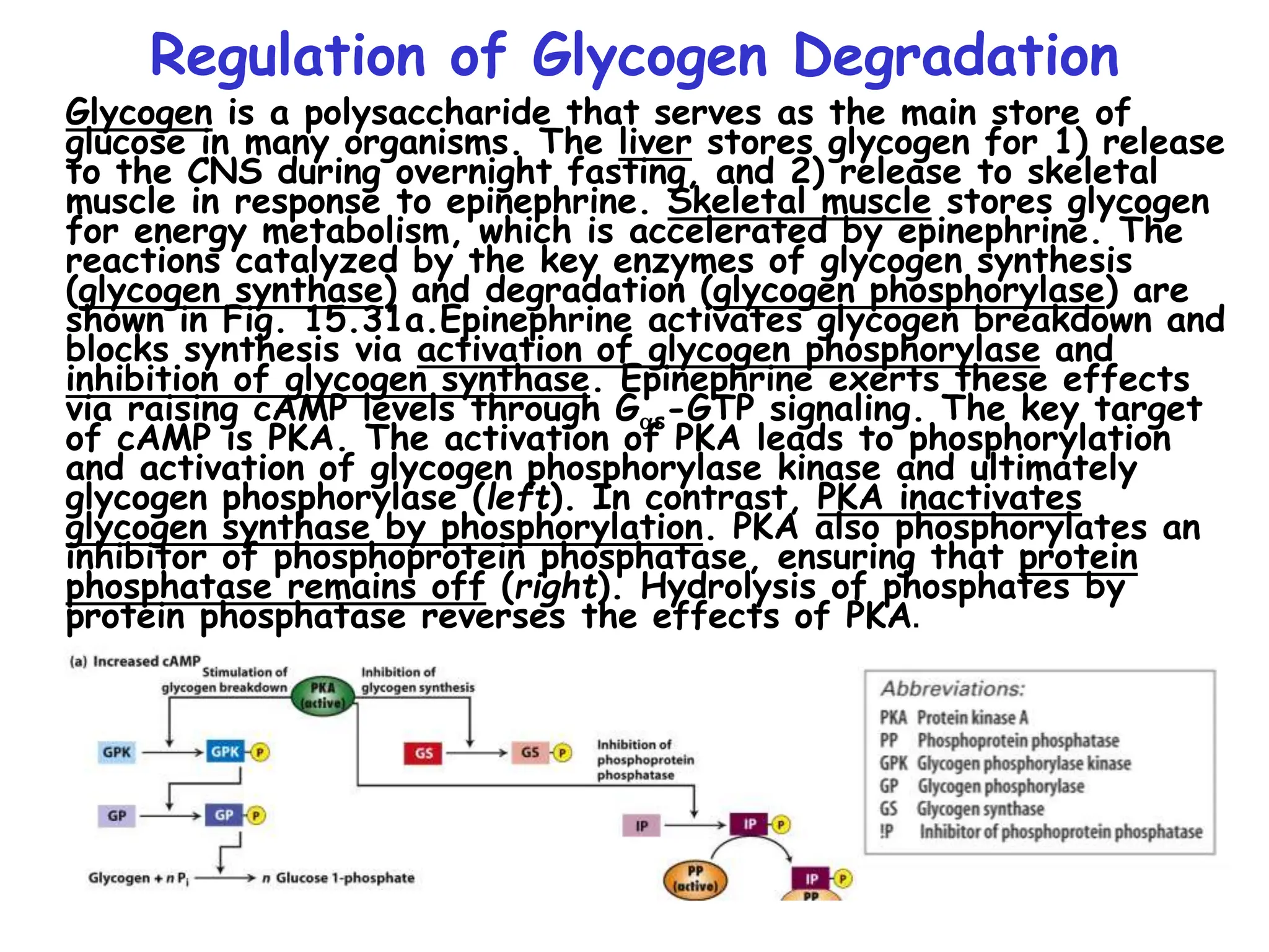 Regulation of Glycogen Degradation
Glycogen is a polysaccharide that serves as the main store of
glucose in many organisms. The liver stores glycogen for 1) release
to the CNS during overnight fasting, and 2) release to skeletal
muscle in response to epinephrine. Skeletal muscle stores glycogen
for energy metabolism, which is accelerated by epinephrine. The
reactions catalyzed by the key enzymes of glycogen synthesis
(glycogen synthase) and degradation (glycogen phosphorylase) are
shown in Fig. 15.31a.Epinephrine activates glycogen breakdown and
blocks synthesis via activation of glycogen phosphorylase and
inhibition of glycogen synthase. Epinephrine exerts these effects
via raising cAMP levels through Gas-GTP signaling. The key target
of cAMP is PKA. The activation of PKA leads to phosphorylation
and activation of glycogen phosphorylase kinase and ultimately
glycogen phosphorylase (left). In contrast, PKA inactivates
glycogen synthase by phosphorylation. PKA also phosphorylates an
inhibitor of phosphoprotein phosphatase, ensuring that protein
phosphatase remains off (right). Hydrolysis of phosphates by
protein phosphatase reverses the effects of PKA.
 