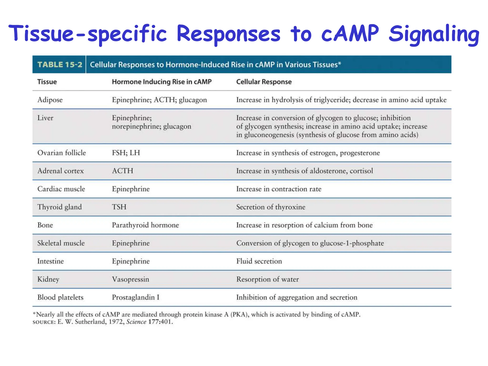 Tissue-specific Responses to cAMP Signaling
 