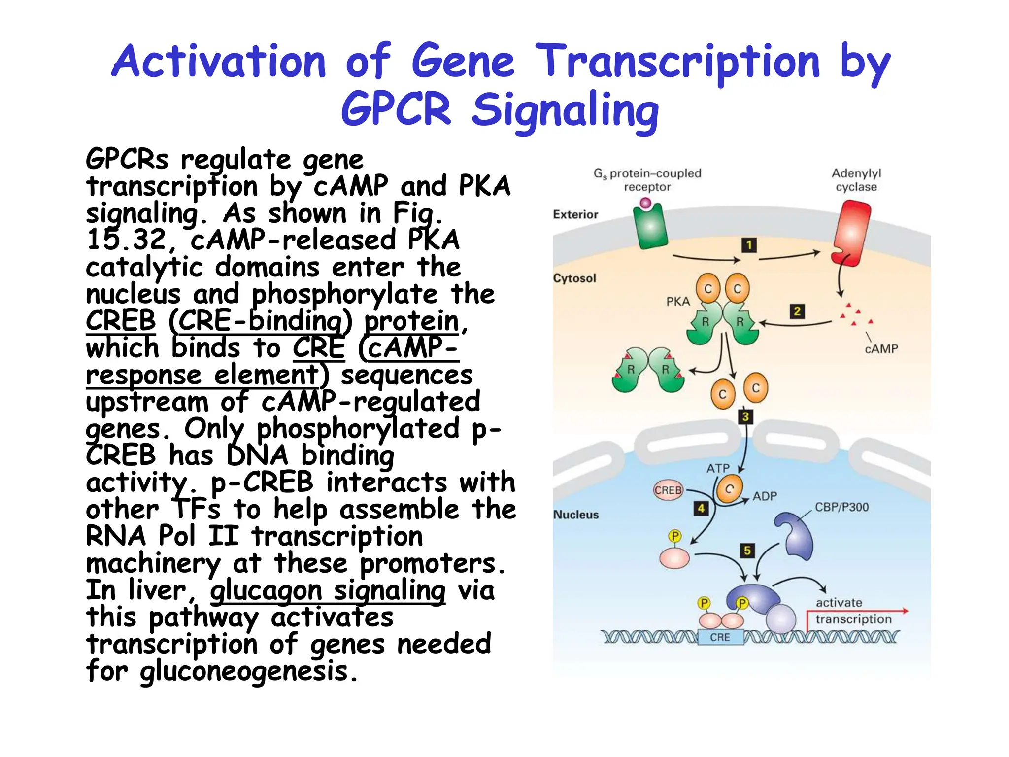 Activation of Gene Transcription by
GPCR Signaling
GPCRs regulate gene
transcription by cAMP and PKA
signaling. As shown in Fig.
15.32, cAMP-released PKA
catalytic domains enter the
nucleus and phosphorylate the
CREB (CRE-binding) protein,
which binds to CRE (cAMP-
response element) sequences
upstream of cAMP-regulated
genes. Only phosphorylated p-
CREB has DNA binding
activity. p-CREB interacts with
other TFs to help assemble the
RNA Pol II transcription
machinery at these promoters.
In liver, glucagon signaling via
this pathway activates
transcription of genes needed
for gluconeogenesis.
 
