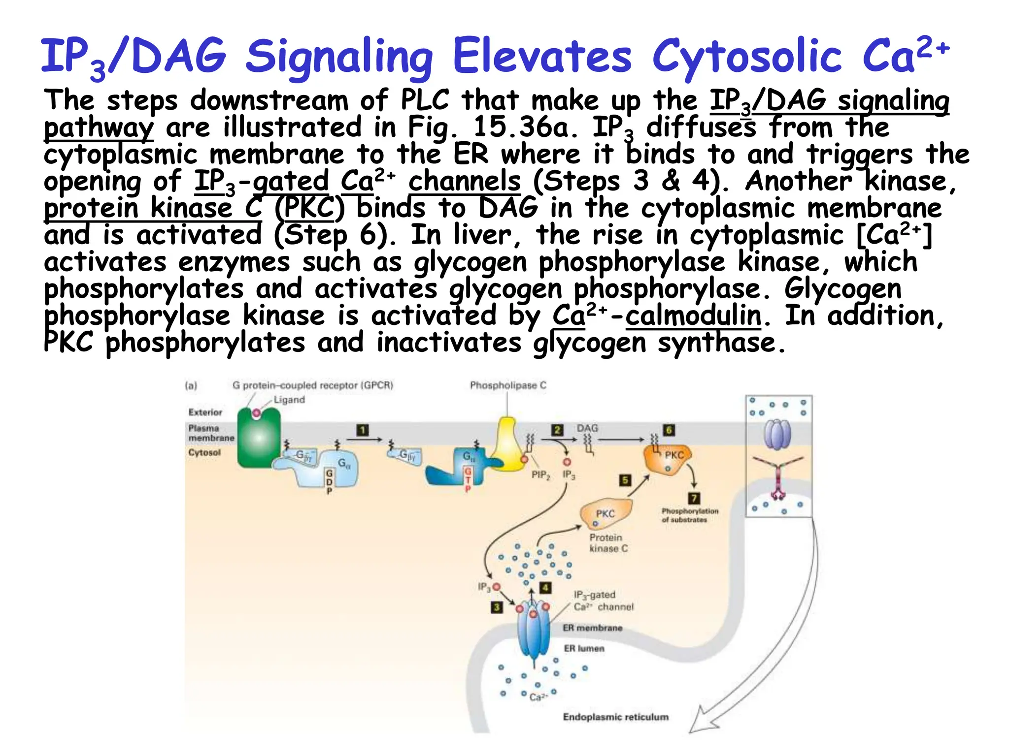 IP3/DAG Signaling Elevates Cytosolic Ca2+
The steps downstream of PLC that make up the IP3/DAG signaling
pathway are illustrated in Fig. 15.36a. IP3 diffuses from the
cytoplasmic membrane to the ER where it binds to and triggers the
opening of IP3-gated Ca2+ channels (Steps 3 & 4). Another kinase,
protein kinase C (PKC) binds to DAG in the cytoplasmic membrane
and is activated (Step 6). In liver, the rise in cytoplasmic [Ca2+]
activates enzymes such as glycogen phosphorylase kinase, which
phosphorylates and activates glycogen phosphorylase. Glycogen
phosphorylase kinase is activated by Ca2+-calmodulin. In addition,
PKC phosphorylates and inactivates glycogen synthase.
 