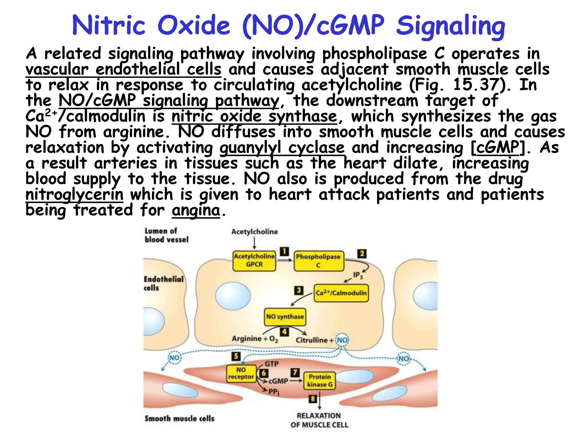 Nitric Oxide (NO)/cGMP Signaling
A related signaling pathway involving phospholipase C operates in
vascular endothelial cells and causes adjacent smooth muscle cells
to relax in response to circulating acetylcholine (Fig. 15.37). In
the NO/cGMP signaling pathway, the downstream target of
Ca2+/calmodulin is nitric oxide synthase, which synthesizes the gas
NO from arginine. NO diffuses into smooth muscle cells and causes
relaxation by activating guanylyl cyclase and increasing [cGMP]. As
a result arteries in tissues such as the heart dilate, increasing
blood supply to the tissue. NO also is produced from the drug
nitroglycerin which is given to heart attack patients and patients
being treated for angina.
 