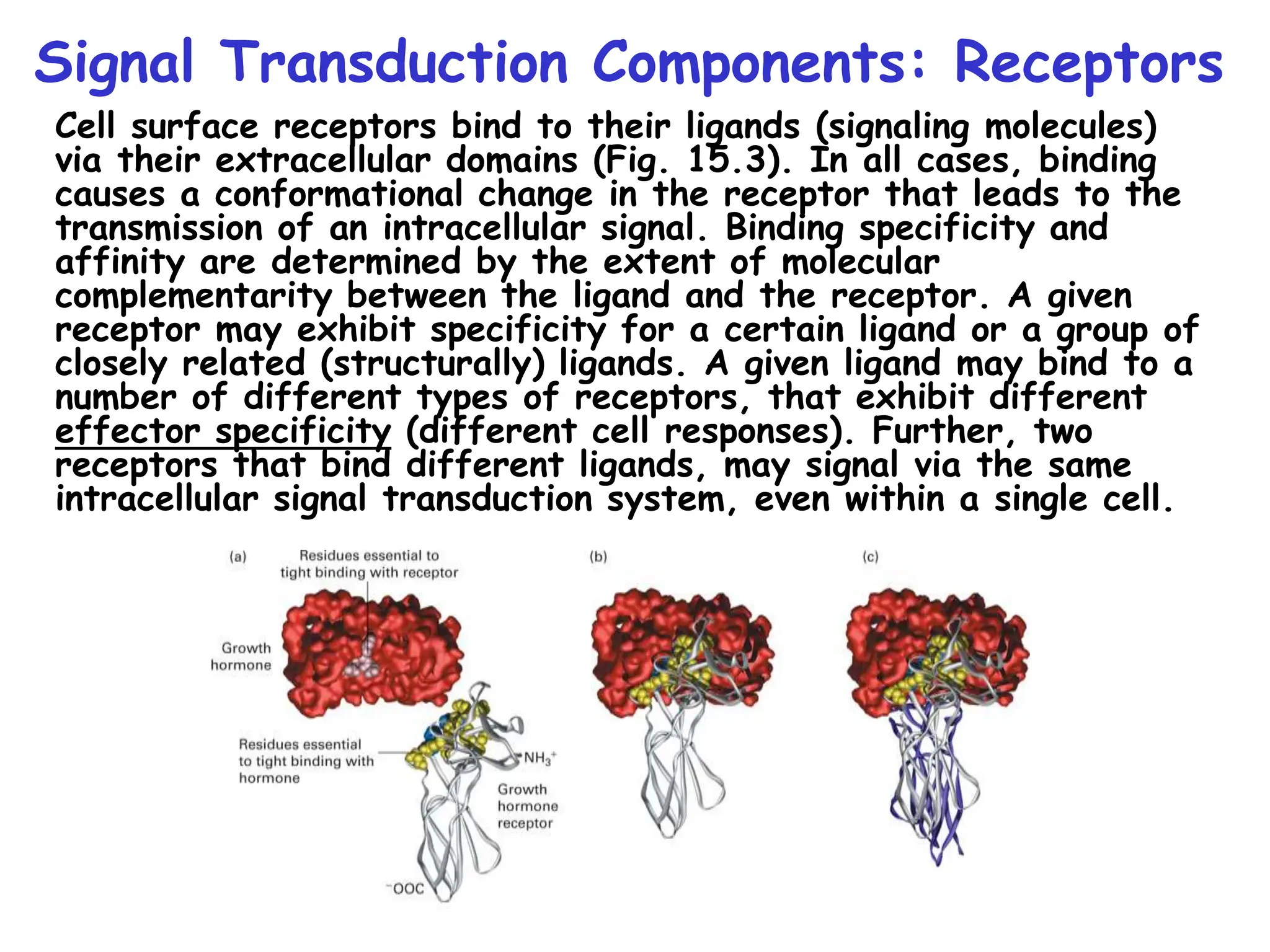 Signal Transduction Components: Receptors
Cell surface receptors bind to their ligands (signaling molecules)
via their extracellular domains (Fig. 15.3). In all cases, binding
causes a conformational change in the receptor that leads to the
transmission of an intracellular signal. Binding specificity and
affinity are determined by the extent of molecular
complementarity between the ligand and the receptor. A given
receptor may exhibit specificity for a certain ligand or a group of
closely related (structurally) ligands. A given ligand may bind to a
number of different types of receptors, that exhibit different
effector specificity (different cell responses). Further, two
receptors that bind different ligands, may signal via the same
intracellular signal transduction system, even within a single cell.
 