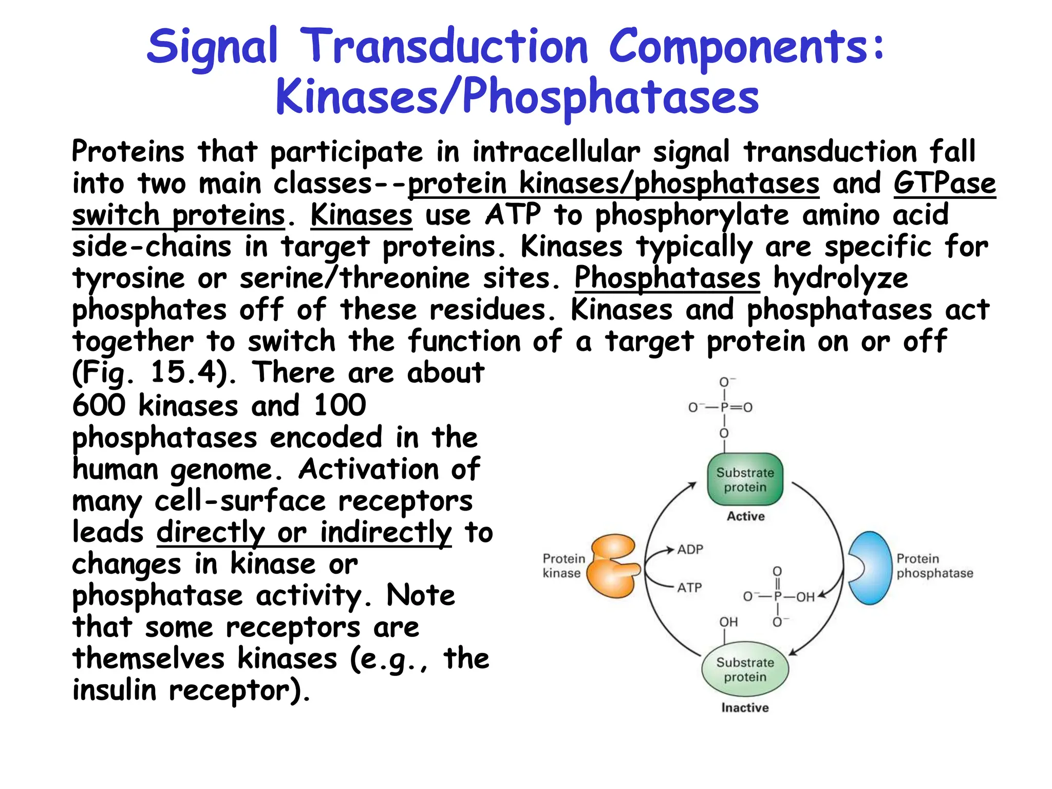 Signal Transduction Components:
Kinases/Phosphatases
Proteins that participate in intracellular signal transduction fall
into two main classes--protein kinases/phosphatases and GTPase
switch proteins. Kinases use ATP to phosphorylate amino acid
side-chains in target proteins. Kinases typically are specific for
tyrosine or serine/threonine sites. Phosphatases hydrolyze
phosphates off of these residues. Kinases and phosphatases act
together to switch the function of a target protein on or off
(Fig. 15.4). There are about
600 kinases and 100
phosphatases encoded in the
human genome. Activation of
many cell-surface receptors
leads directly or indirectly to
changes in kinase or
phosphatase activity. Note
that some receptors are
themselves kinases (e.g., the
insulin receptor).
 