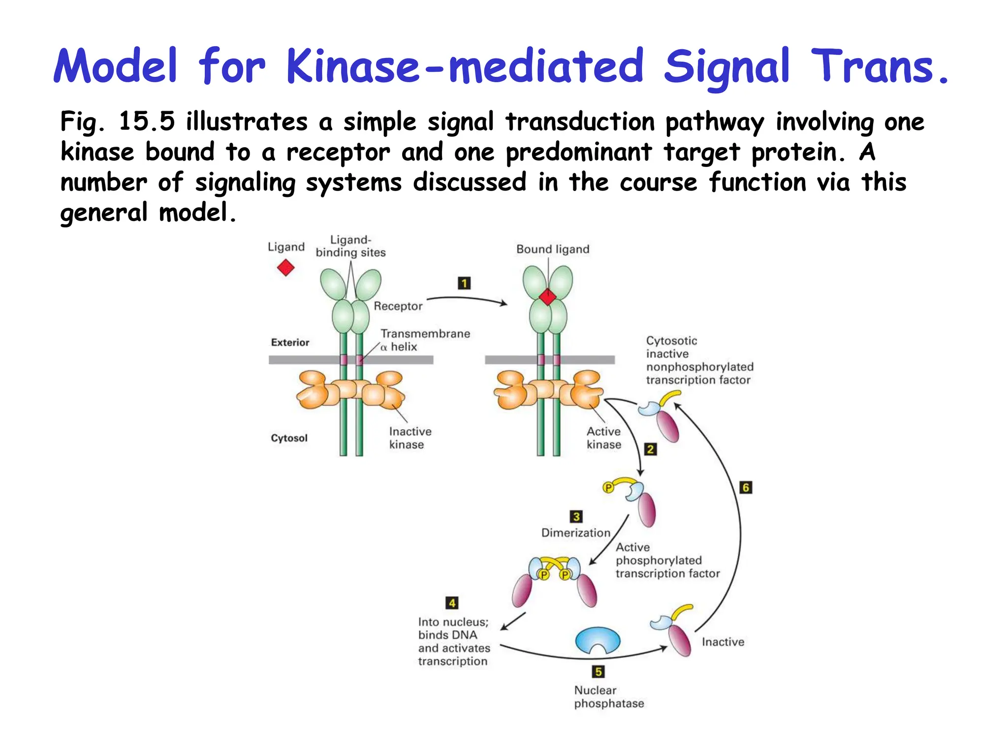 Model for Kinase-mediated Signal Trans.
Fig. 15.5 illustrates a simple signal transduction pathway involving one
kinase bound to a receptor and one predominant target protein. A
number of signaling systems discussed in the course function via this
general model.
 