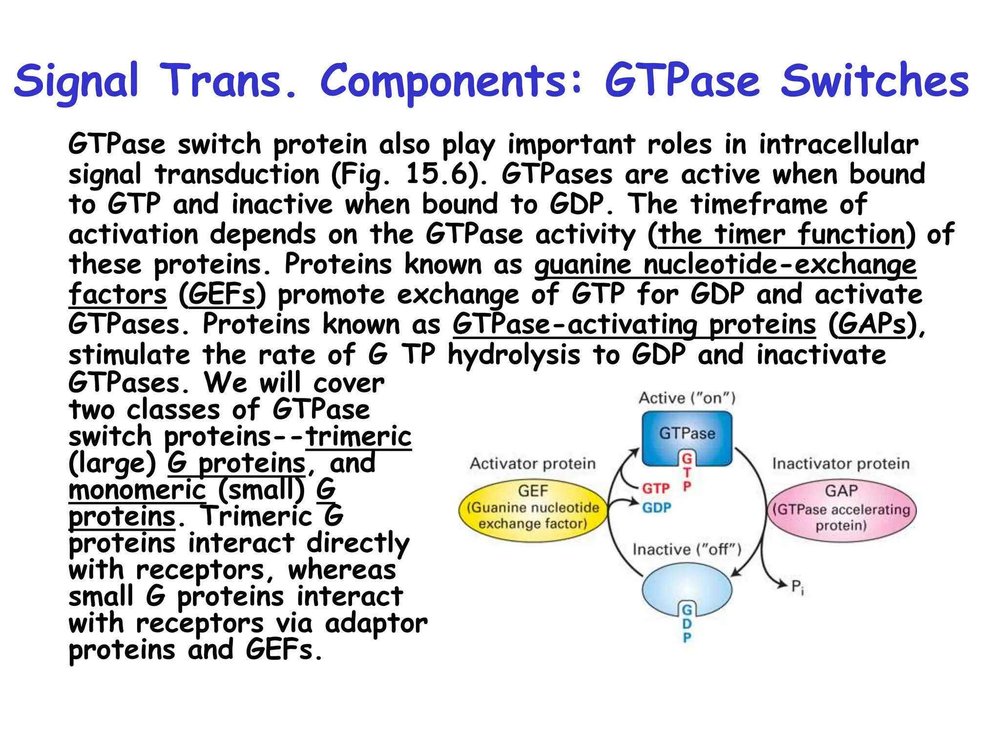 Signal Trans. Components: GTPase Switches
GTPase switch protein also play important roles in intracellular
signal transduction (Fig. 15.6). GTPases are active when bound
to GTP and inactive when bound to GDP. The timeframe of
activation depends on the GTPase activity (the timer function) of
these proteins. Proteins known as guanine nucleotide-exchange
factors (GEFs) promote exchange of GTP for GDP and activate
GTPases. Proteins known as GTPase-activating proteins (GAPs),
stimulate the rate of G TP hydrolysis to GDP and inactivate
GTPases. We will cover
two classes of GTPase
switch proteins--trimeric
(large) G proteins, and
monomeric (small) G
proteins. Trimeric G
proteins interact directly
with receptors, whereas
small G proteins interact
with receptors via adaptor
proteins and GEFs.
 