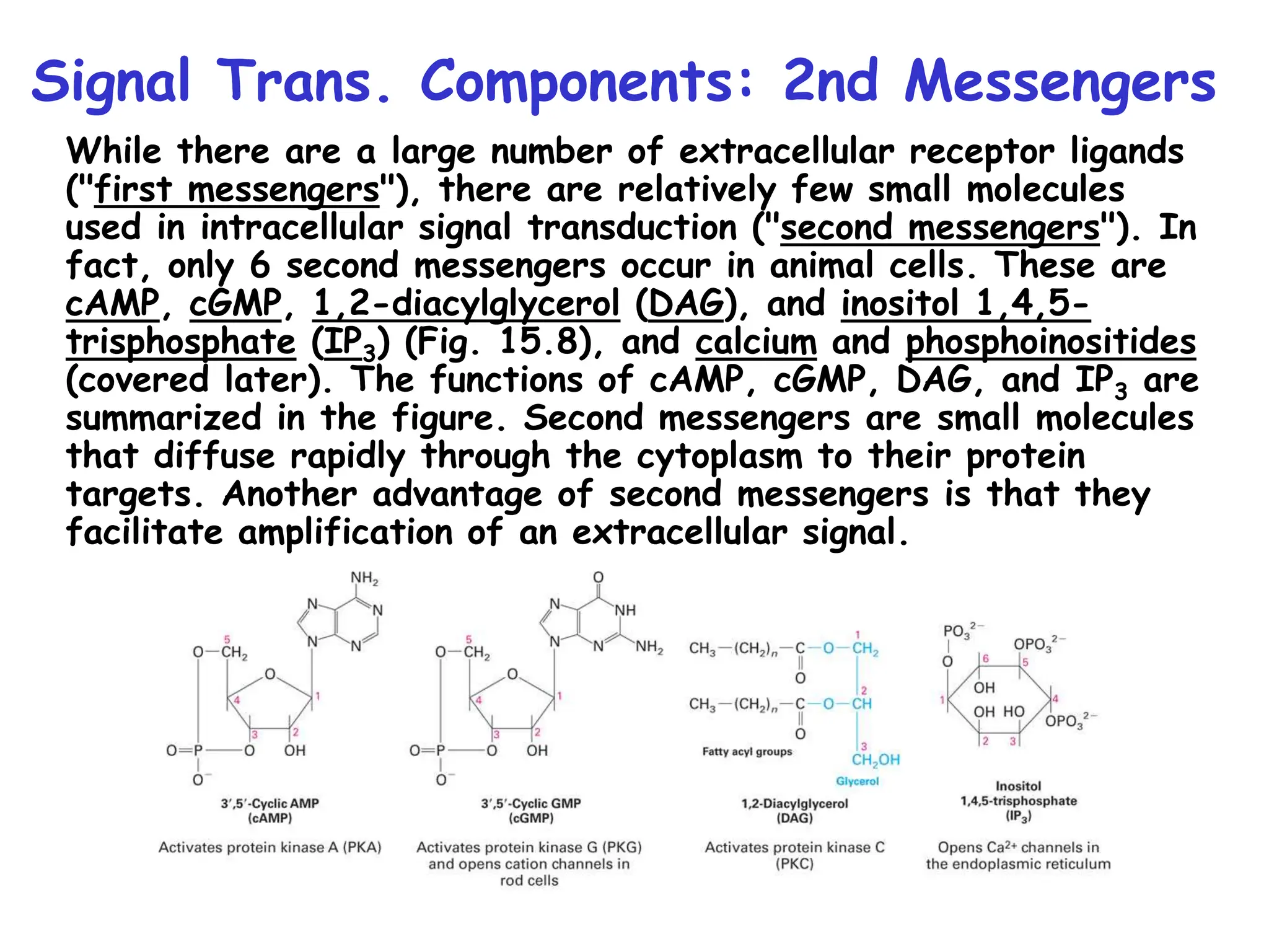 Signal Trans. Components: 2nd Messengers
While there are a large number of extracellular receptor ligands
("first messengers"), there are relatively few small molecules
used in intracellular signal transduction ("second messengers"). In
fact, only 6 second messengers occur in animal cells. These are
cAMP, cGMP, 1,2-diacylglycerol (DAG), and inositol 1,4,5-
trisphosphate (IP3) (Fig. 15.8), and calcium and phosphoinositides
(covered later). The functions of cAMP, cGMP, DAG, and IP3 are
summarized in the figure. Second messengers are small molecules
that diffuse rapidly through the cytoplasm to their protein
targets. Another advantage of second messengers is that they
facilitate amplification of an extracellular signal.
 