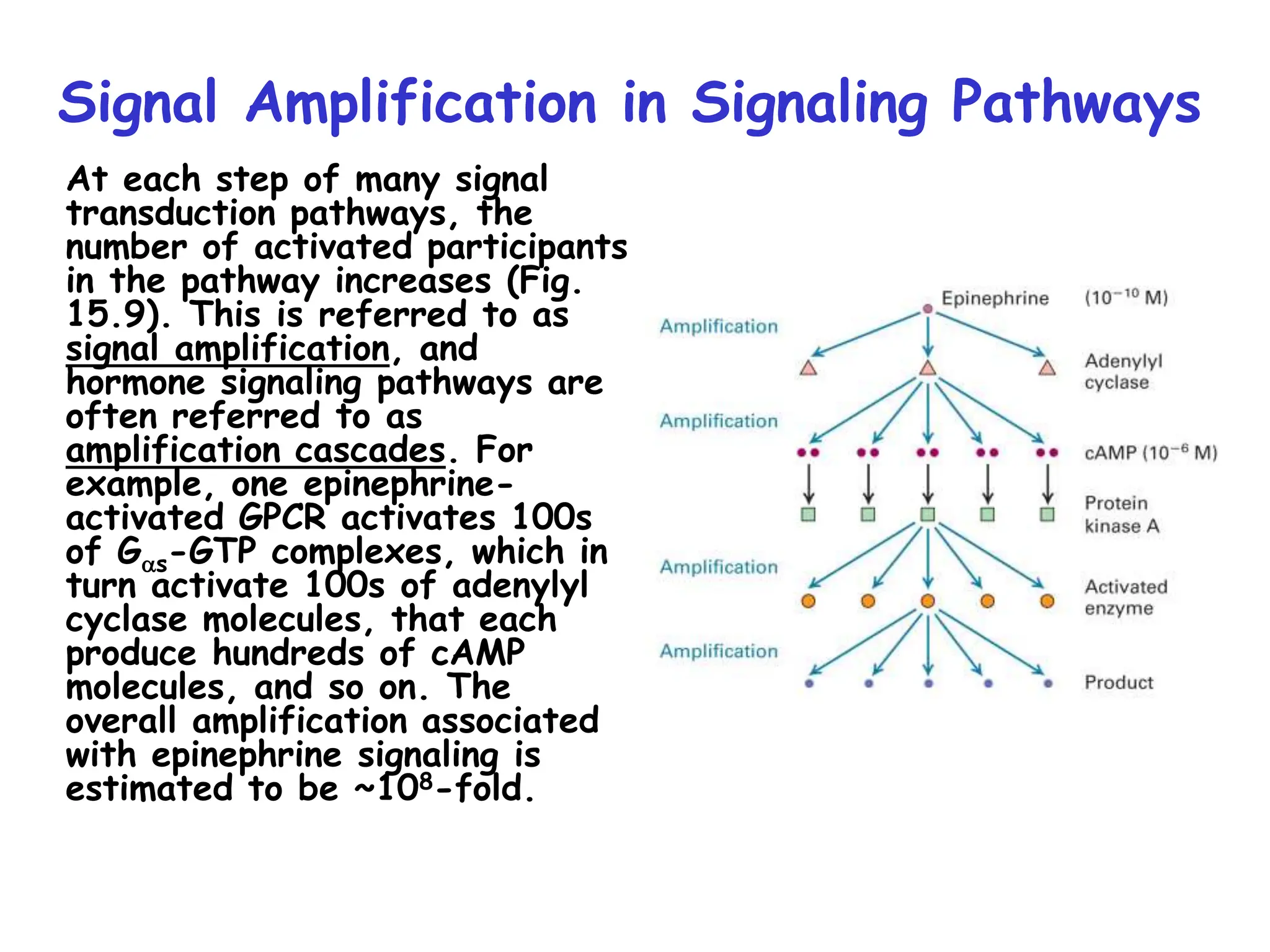 Signal Amplification in Signaling Pathways
At each step of many signal
transduction pathways, the
number of activated participants
in the pathway increases (Fig.
15.9). This is referred to as
signal amplification, and
hormone signaling pathways are
often referred to as
amplification cascades. For
example, one epinephrine-
activated GPCR activates 100s
of Gas-GTP complexes, which in
turn activate 100s of adenylyl
cyclase molecules, that each
produce hundreds of cAMP
molecules, and so on. The
overall amplification associated
with epinephrine signaling is
estimated to be ~108-fold.
 