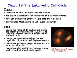 Chap. 19 The Eukaryotic Cell Cycle
Topics
• Overview of the Cell Cycle and Its Control
• Molecular Mechanisms for Regulating M & S Phase Events
• Mitogen-stimulated Entry of Cells into the Cell Cycle
• Surveillance Mechanisms in Cell-cycle Regulation
Goals
• Learn the roles of 1) cyclins and cyclin-
dependent protein kinases (CDKs), & 2)
ubiquitin-protein ligases in regulation of
the cell cycle.
• Learn the molecular mechanisms for
regulation of mitosis and S-phase events.
• Learn how mitogens propel quiescent cells
into the cell cycle.
• Learn how checkpoint mechanisms ensure
quality control in cell cycle events.
Cell division during C. elegans
early embryogenesis
 
